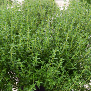 Thyme Faustino 100mm