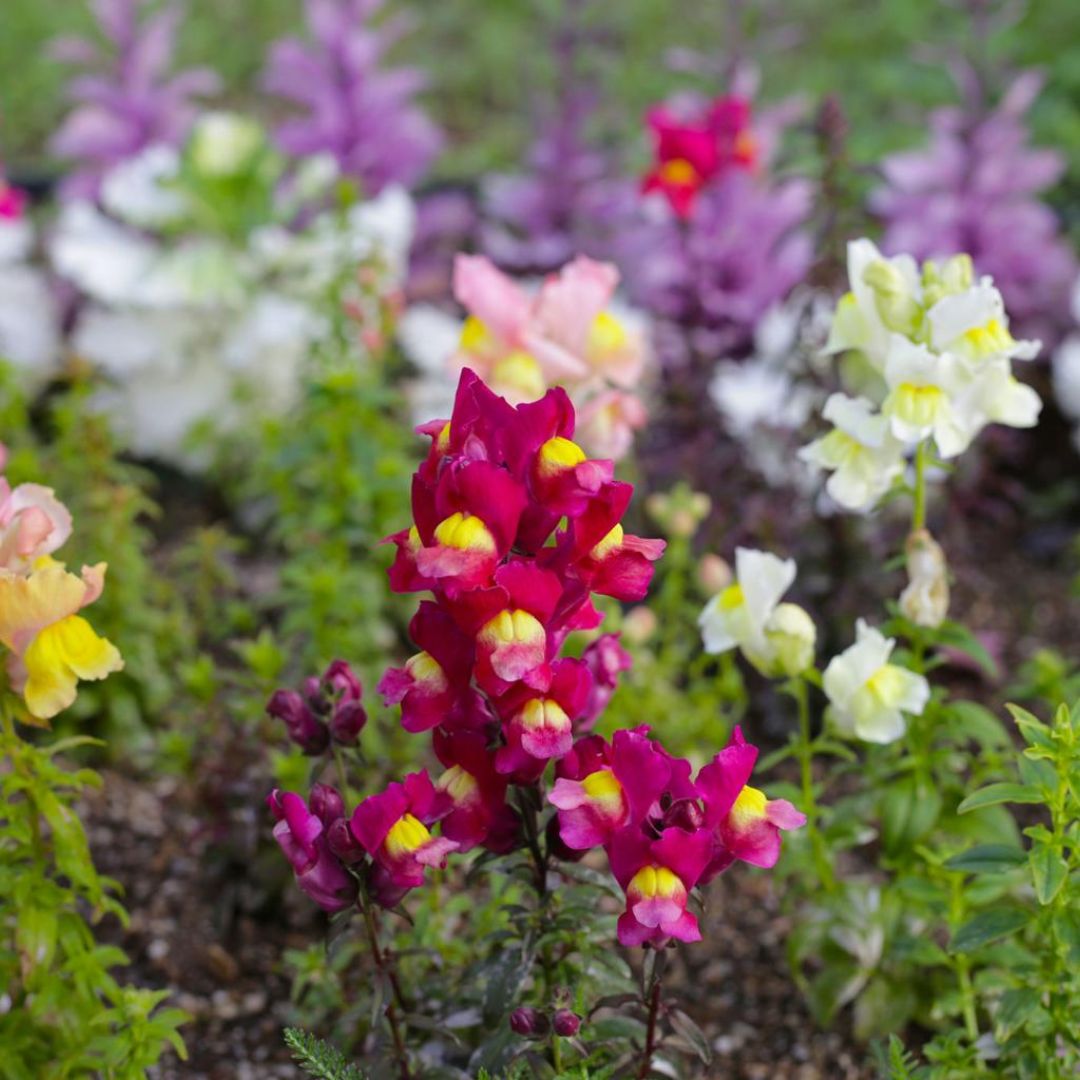 Snapdragon Snapshot Bicolour Punnet