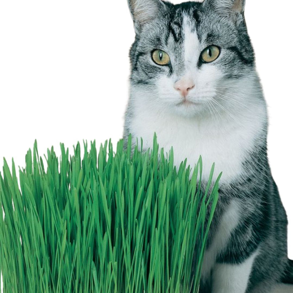 Cat Grass 100mm