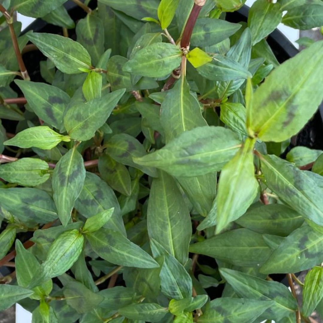 Mint Vietnamese 100mm