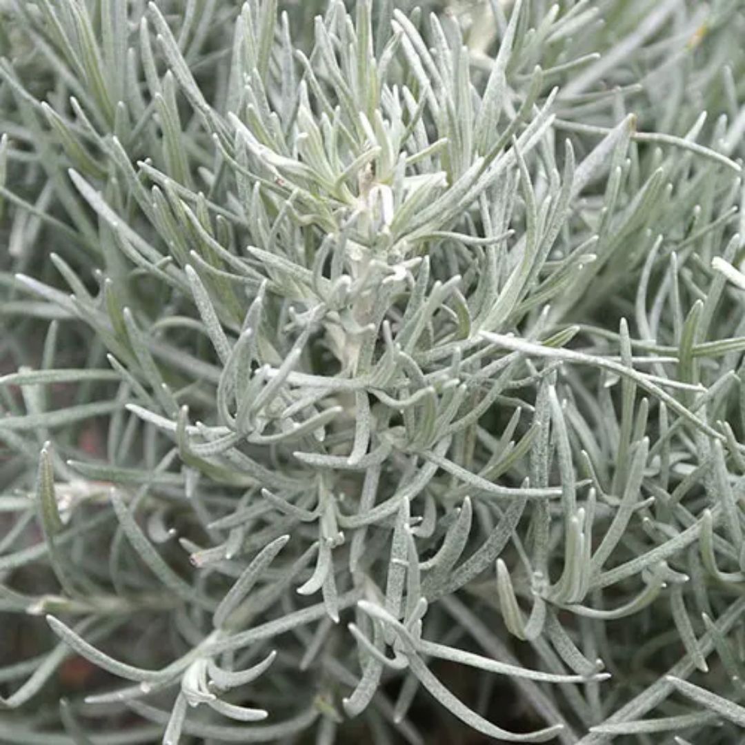 Curry Plant 100mm