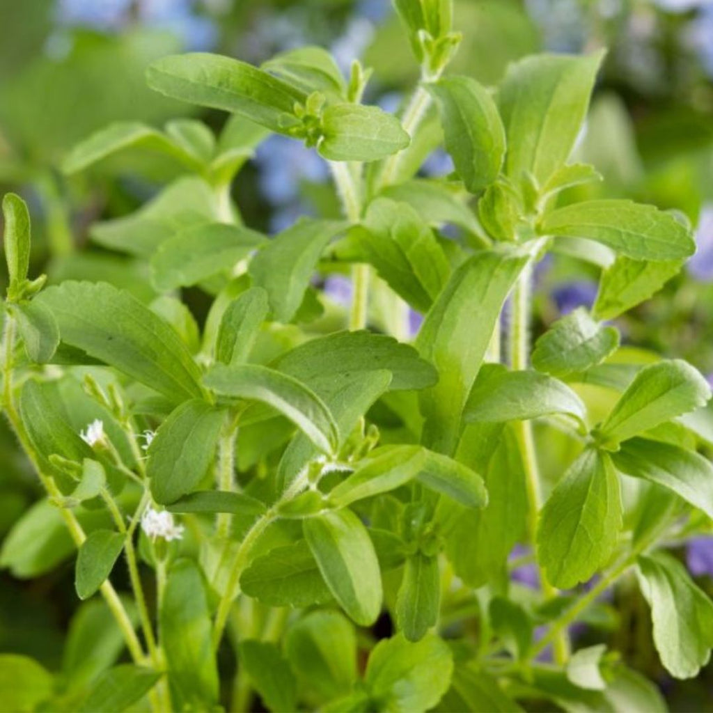 Stevia Sweet Leaf 100mm