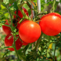 Tomato Totem 100mm