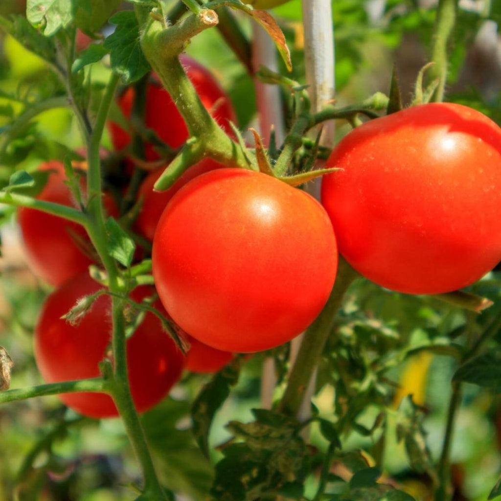Tomato Totem 100mm
