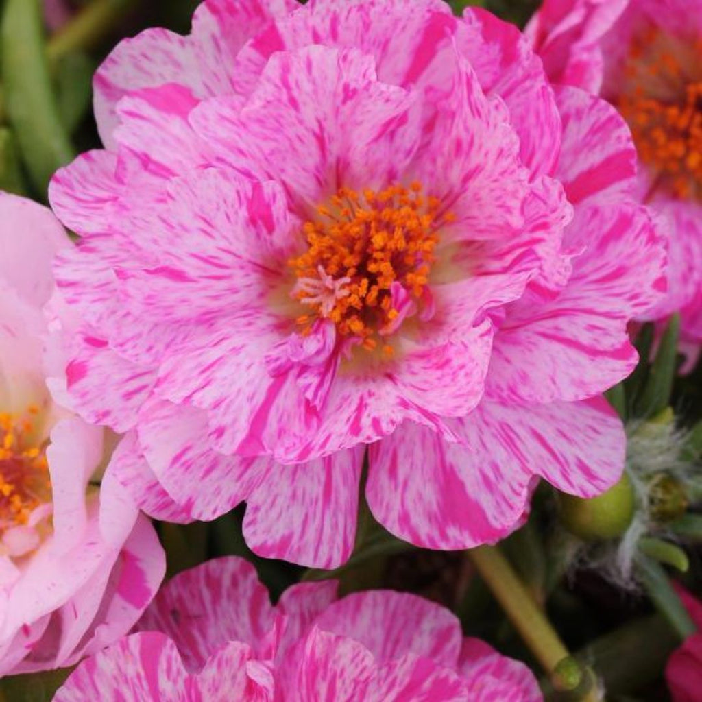 Portulaca Happy Trails Peppermint Punnet