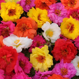 Portulaca Happy Trails Mix Punnet