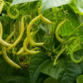 Bean Dwarf Butter Bean Punnet