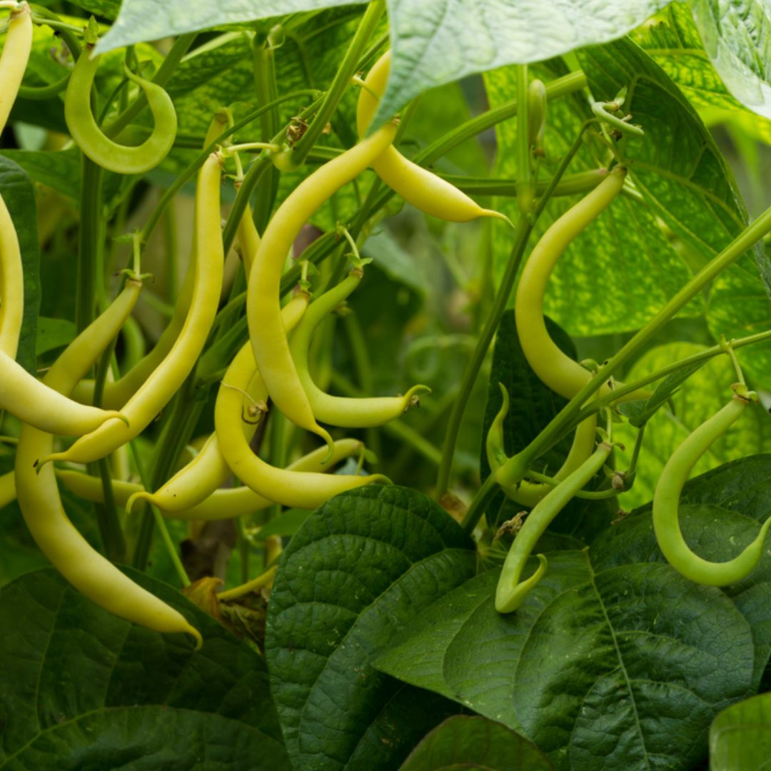 Bean Dwarf Butter Bean Punnet