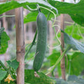 Cucumber Burpless Long Green Punnet