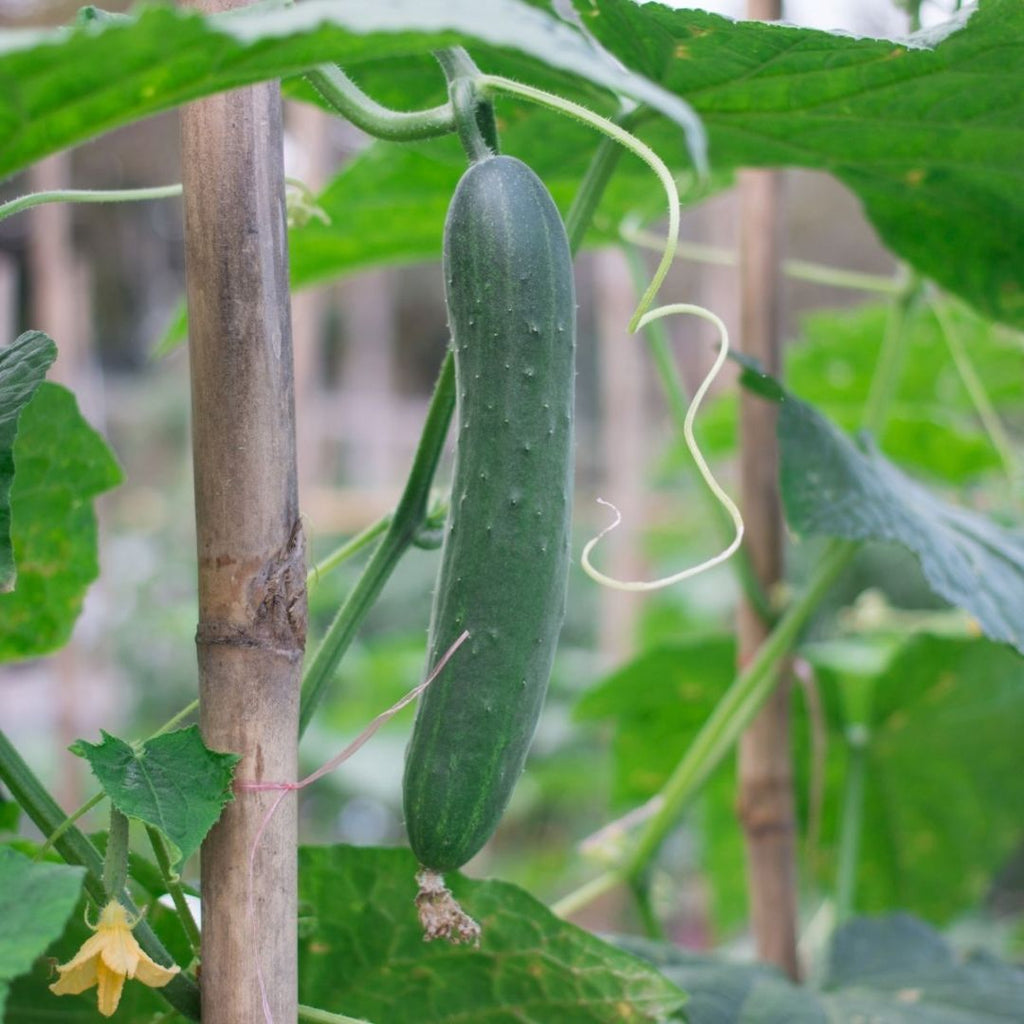 Cucumber Burpless Long Green Punnet