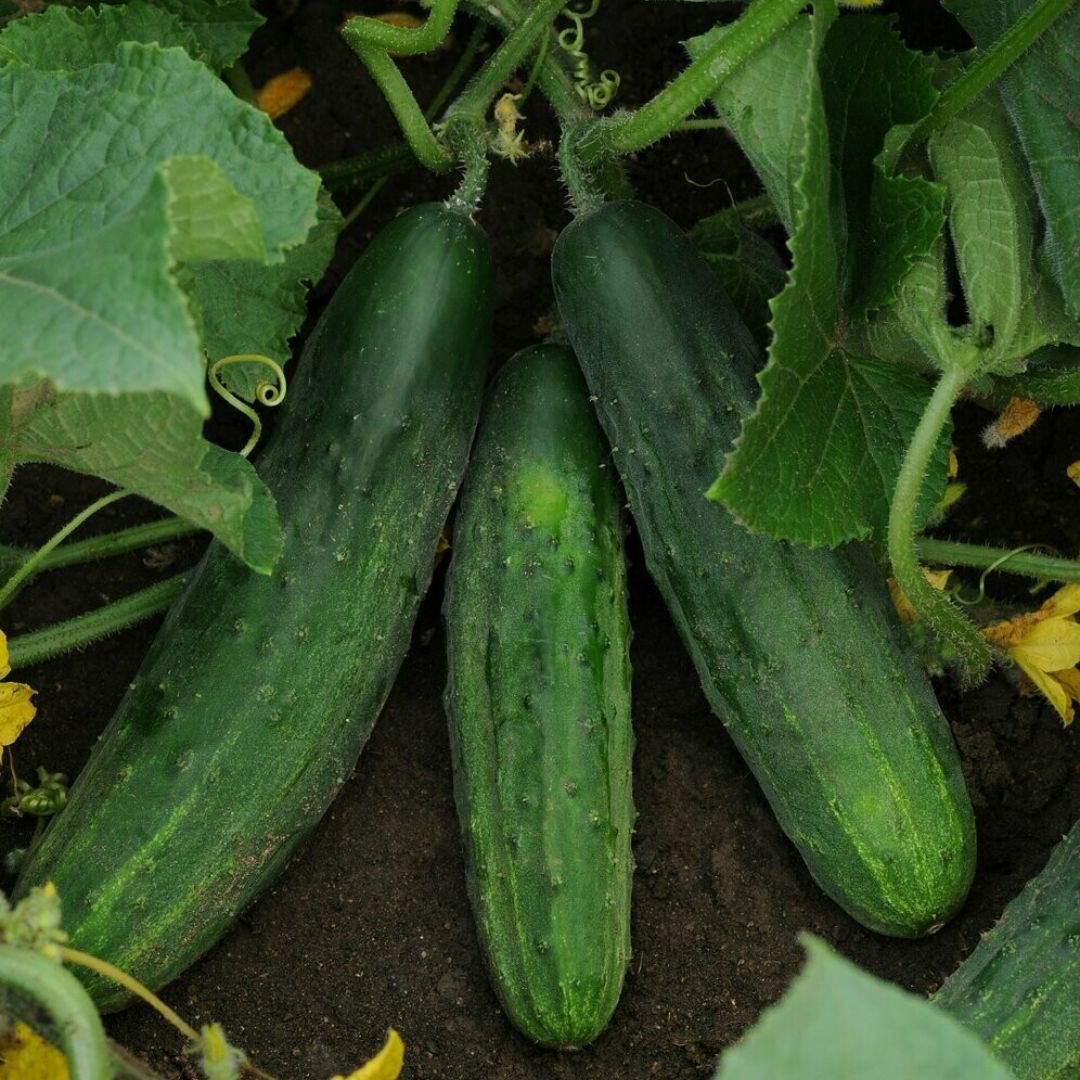 Cucumber Bush Crop Punnet