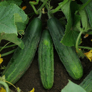 Cucumber Bush Crop Punnet