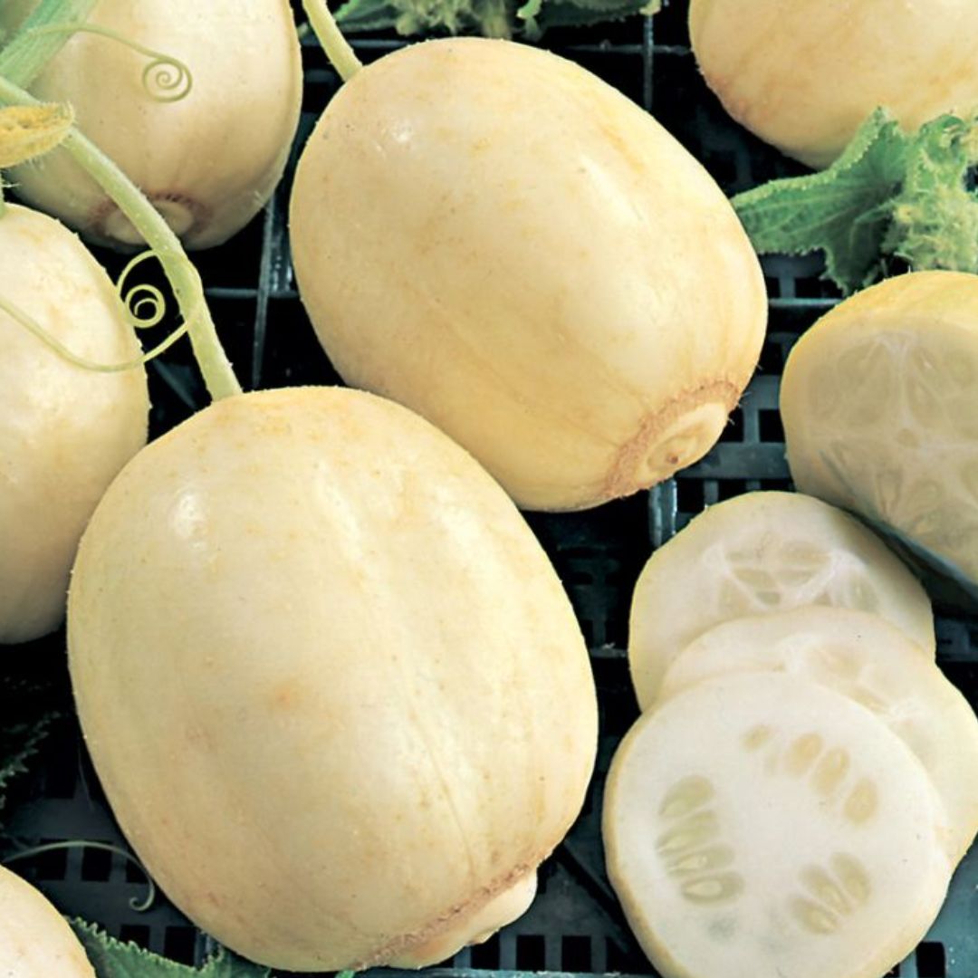 Cucumber Crystal Apple Punnet
