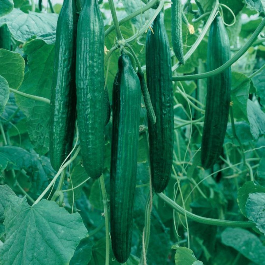 Cucumber Long Green Punnet