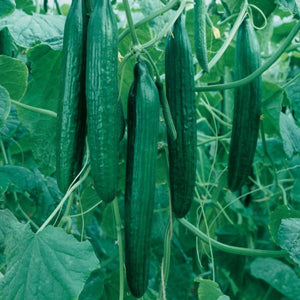 Cucumber Long Green Punnet