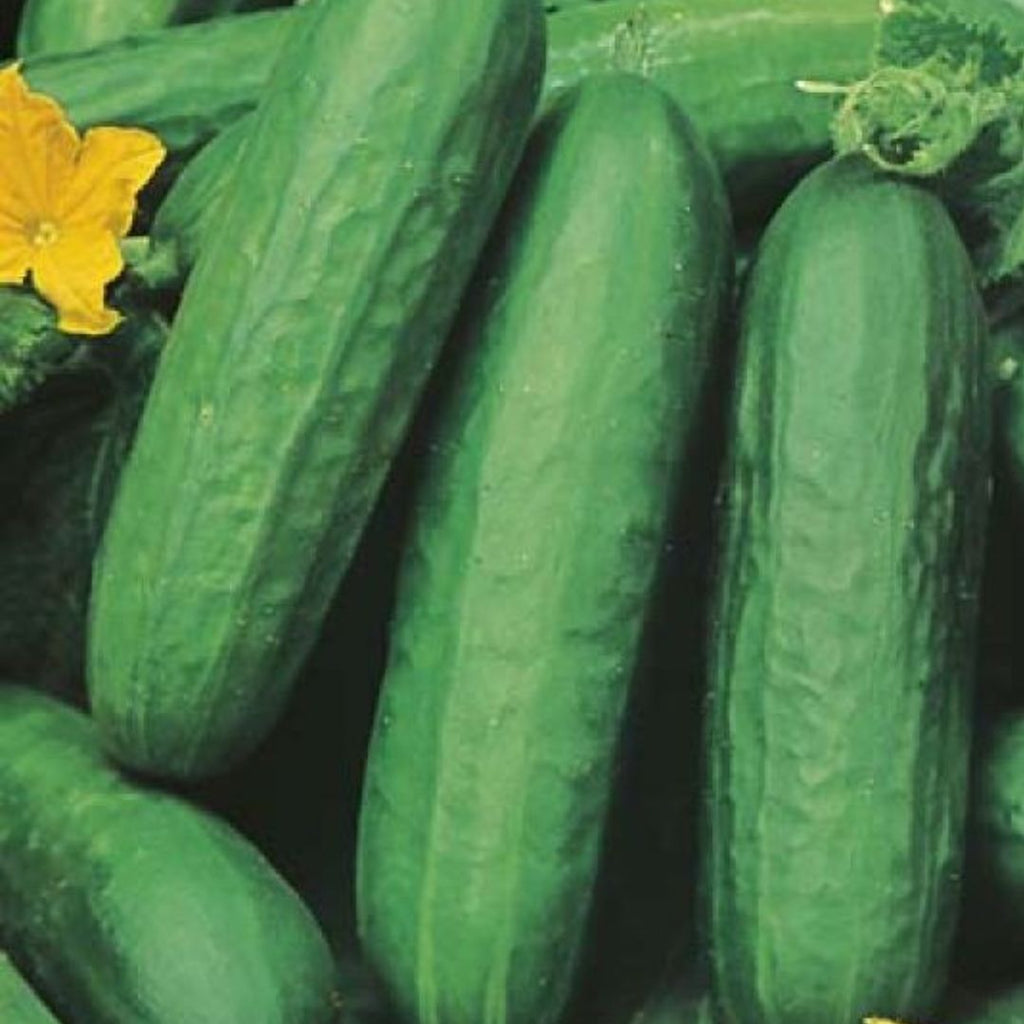Cucumber Lebanese Punnet 