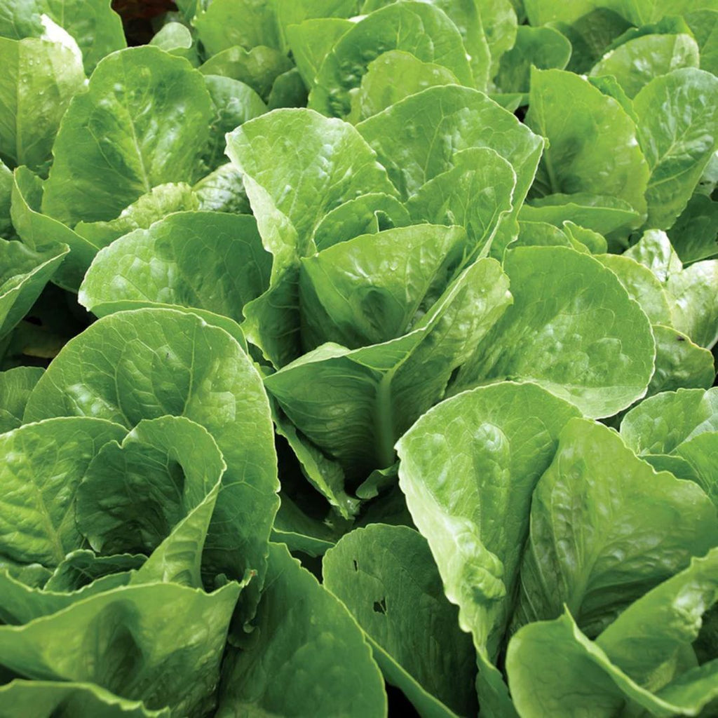 Lettuce Baby Cos Green Punnnet