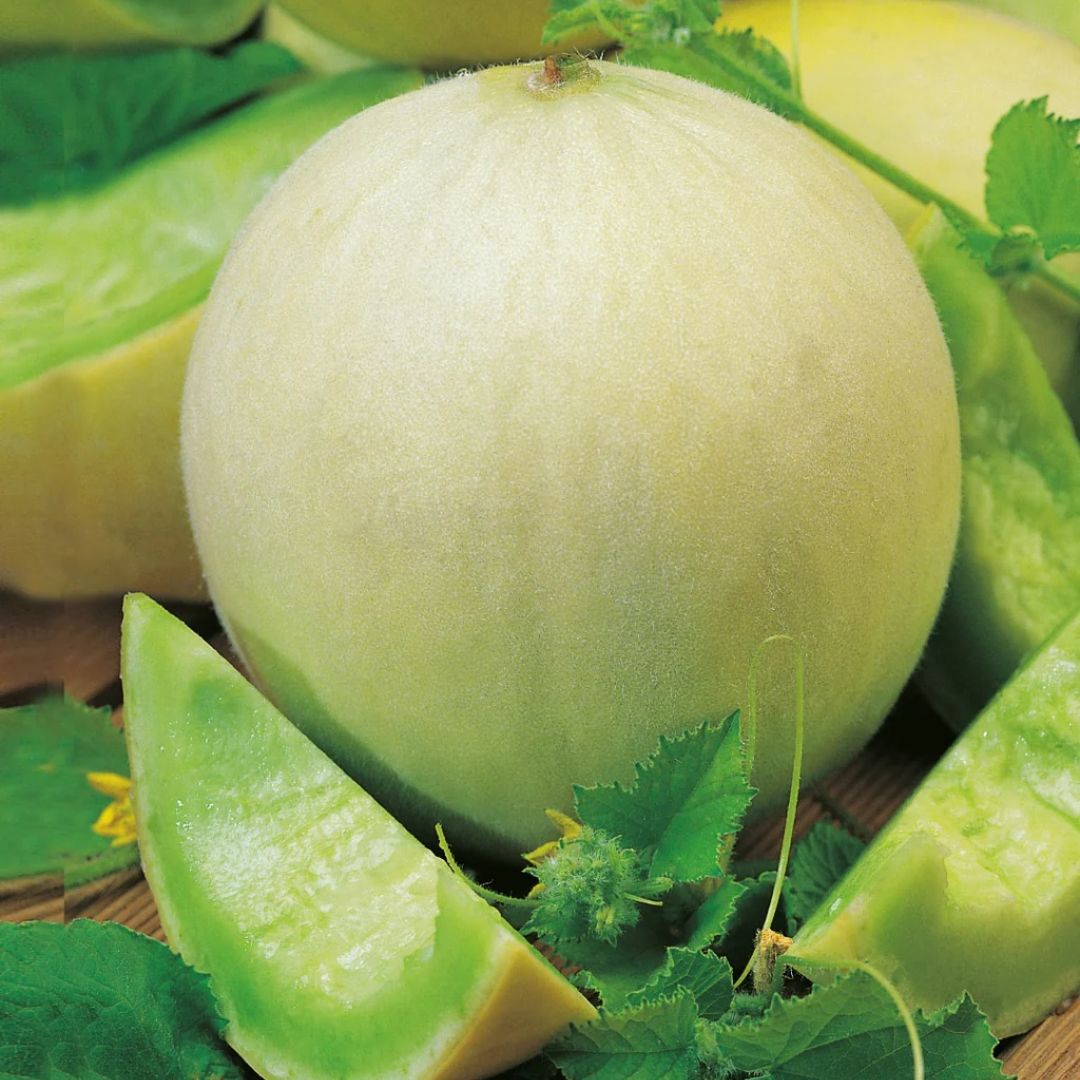 Honeydew Melon Punnet
