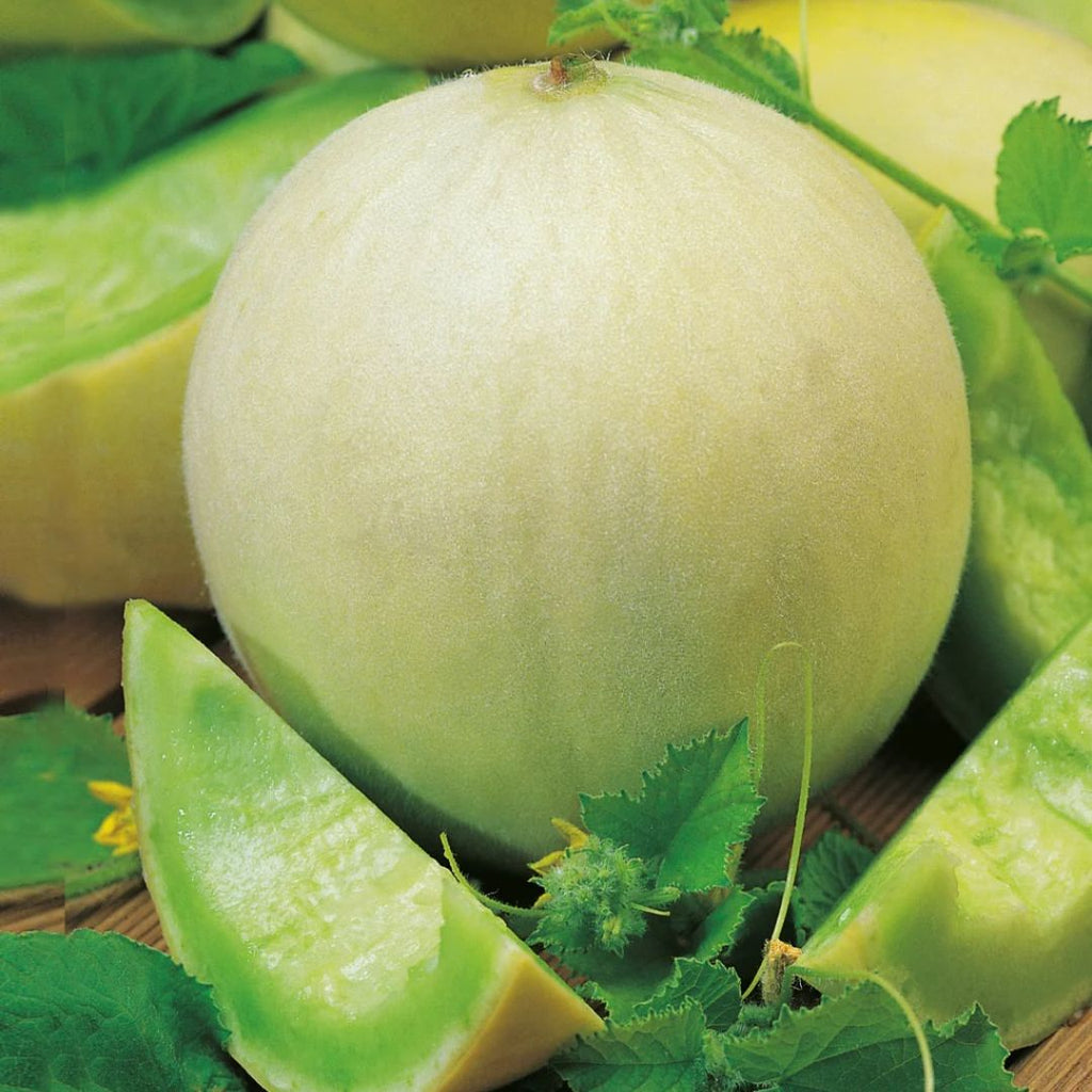 Honeydew Melon Punnet