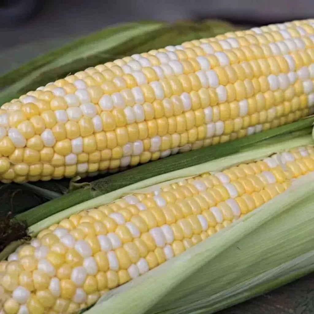 Corn Bicolour Punnet