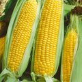 Corn Sweet Gold Punnet