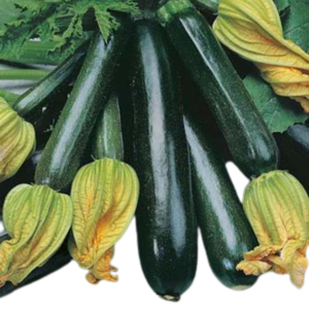 Zucchini Black Jack Punnet