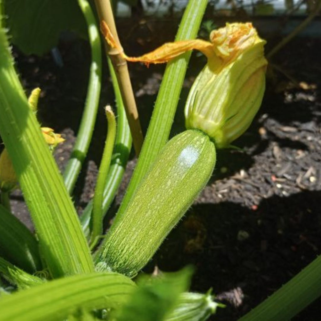 Zucchini Lebanese Punnet