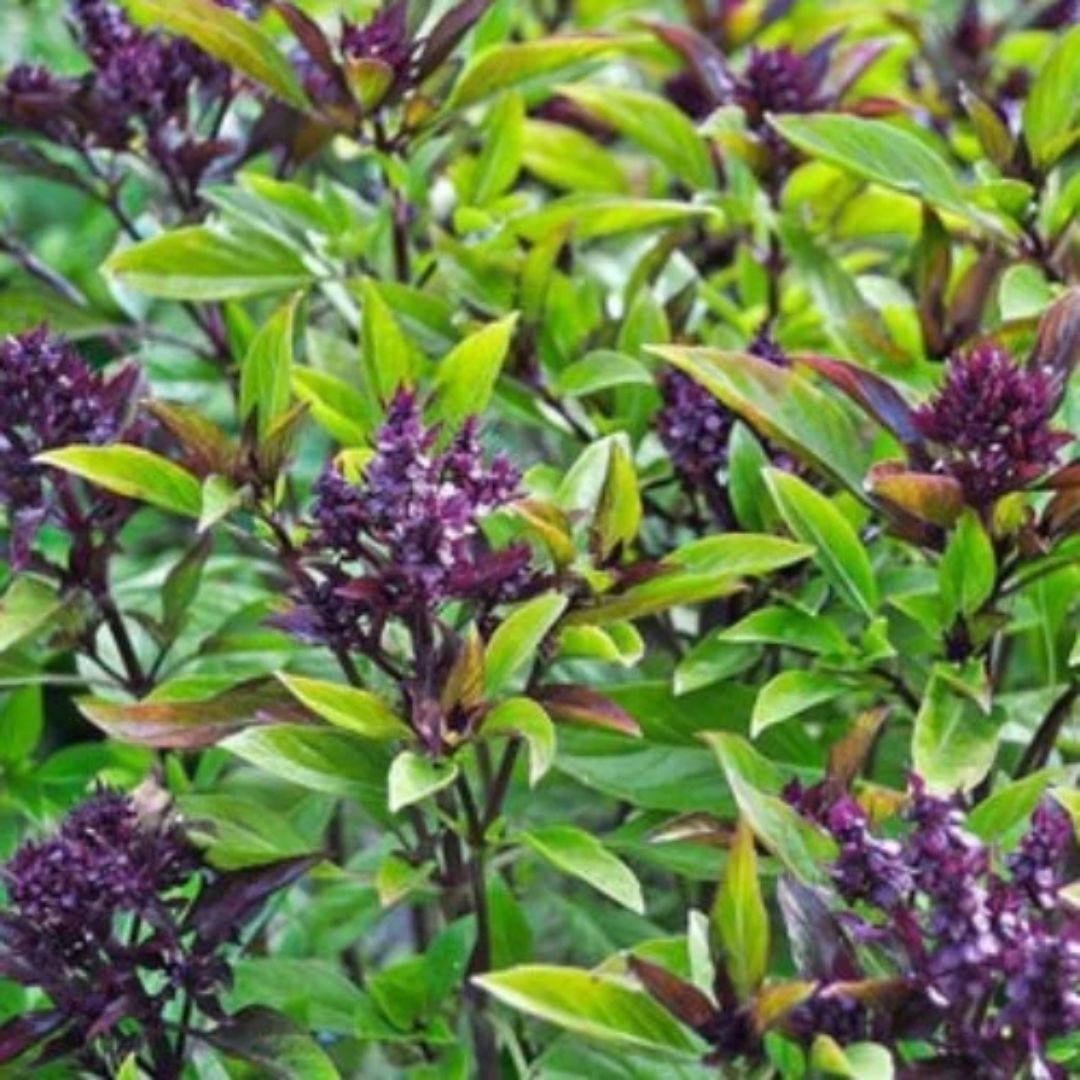 Basil Thai 100mm 