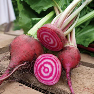 Beetroot Chioggia Punnet