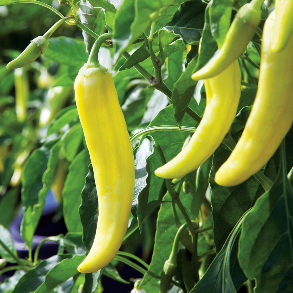 Capsicum Long Sweet Yellow 100mm
