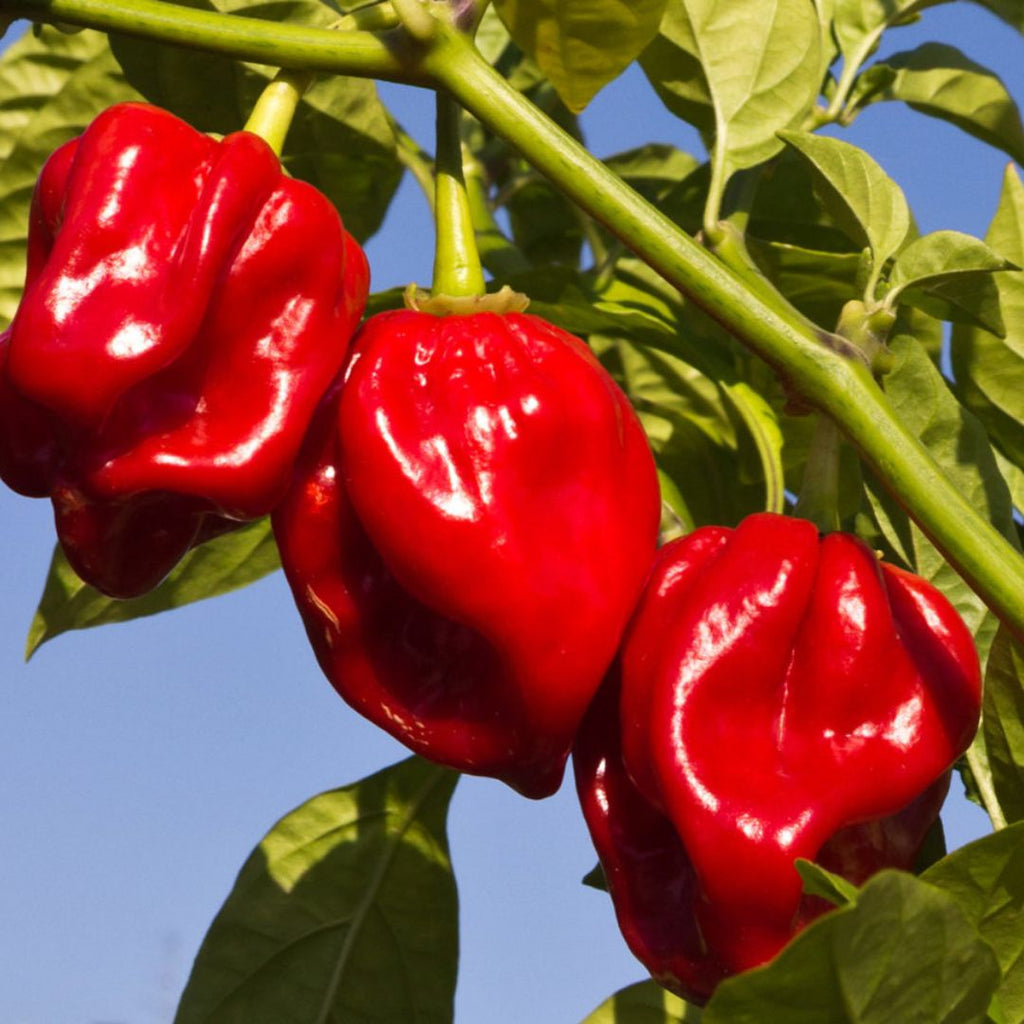 Chilli Habanero Red 100mm