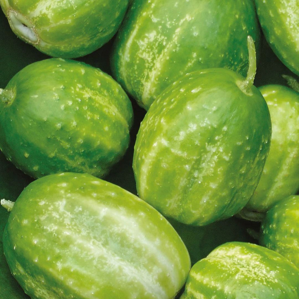 Cucumber Richmond Green Punnet
