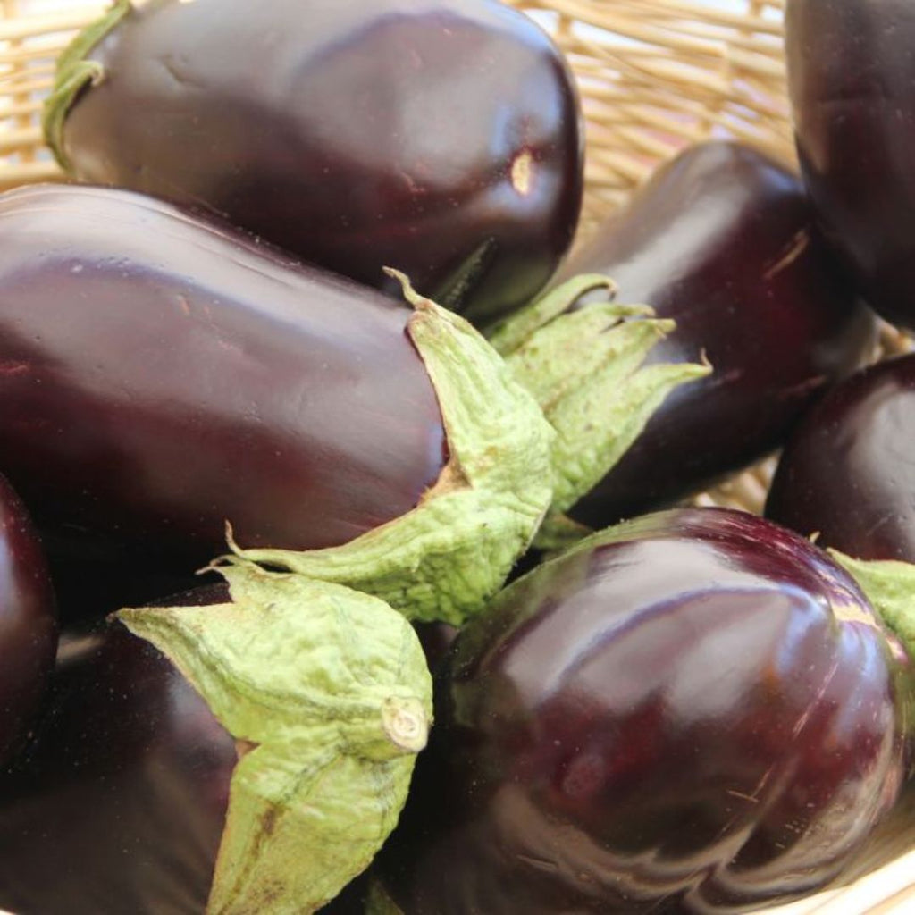Eggplant Bonica 100mm