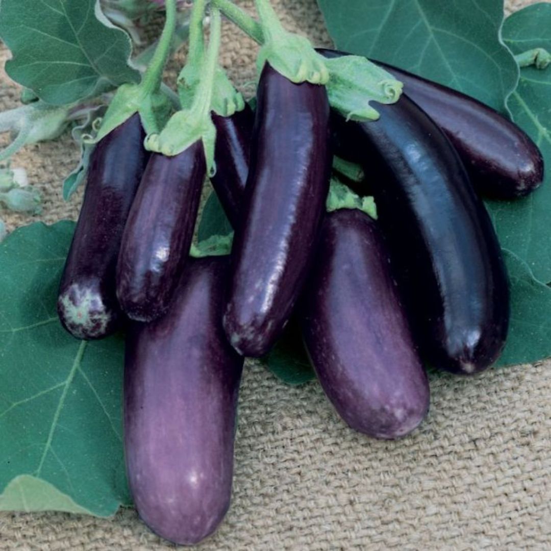 Eggplant Mini Lebanese 100mm