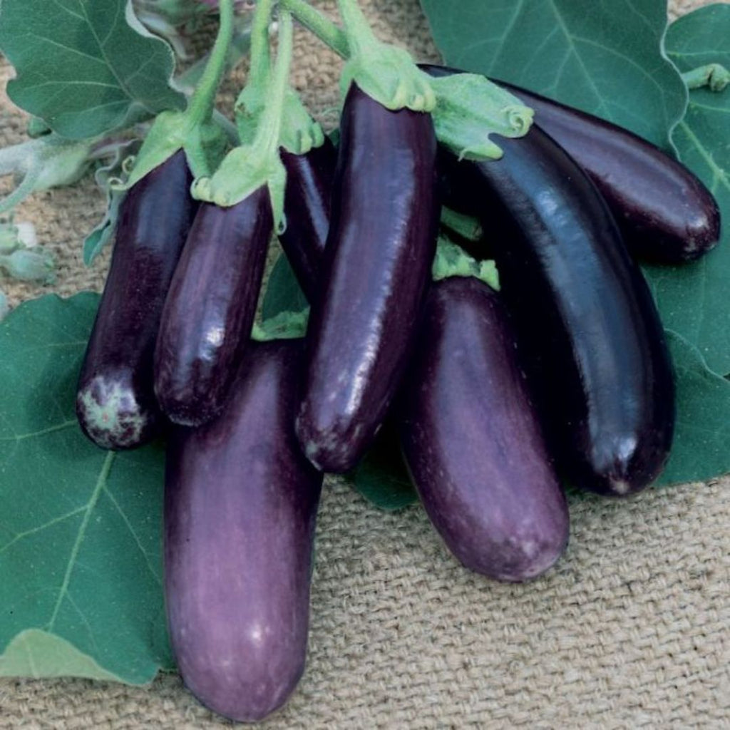 Eggplant Mini Lebanese 100mm