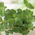 Oregano 100mm