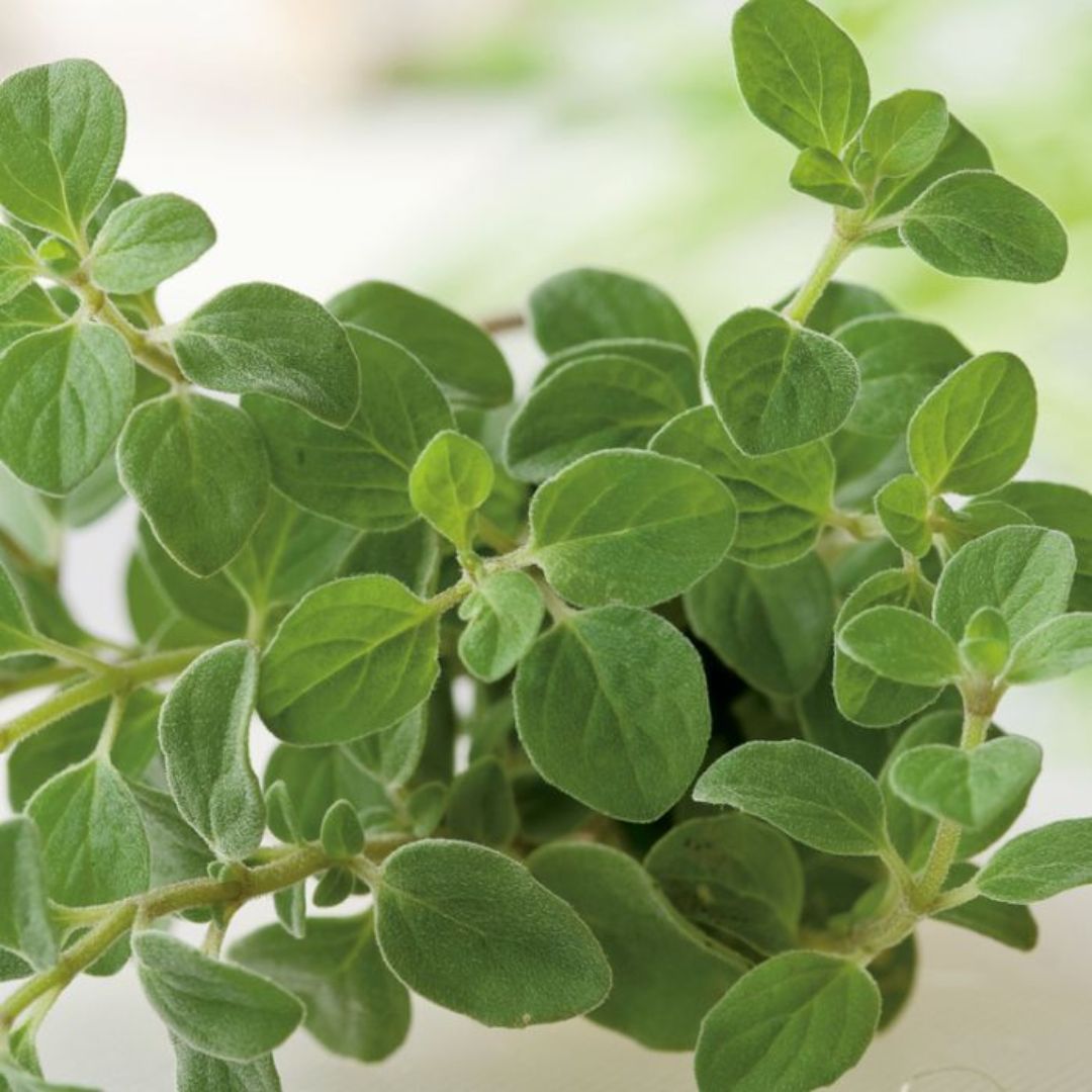 Oregano 100mm
