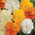 Pansy Citrus Mix Punnet