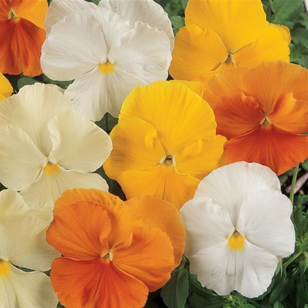 Pansy Citrus Mix Punnet