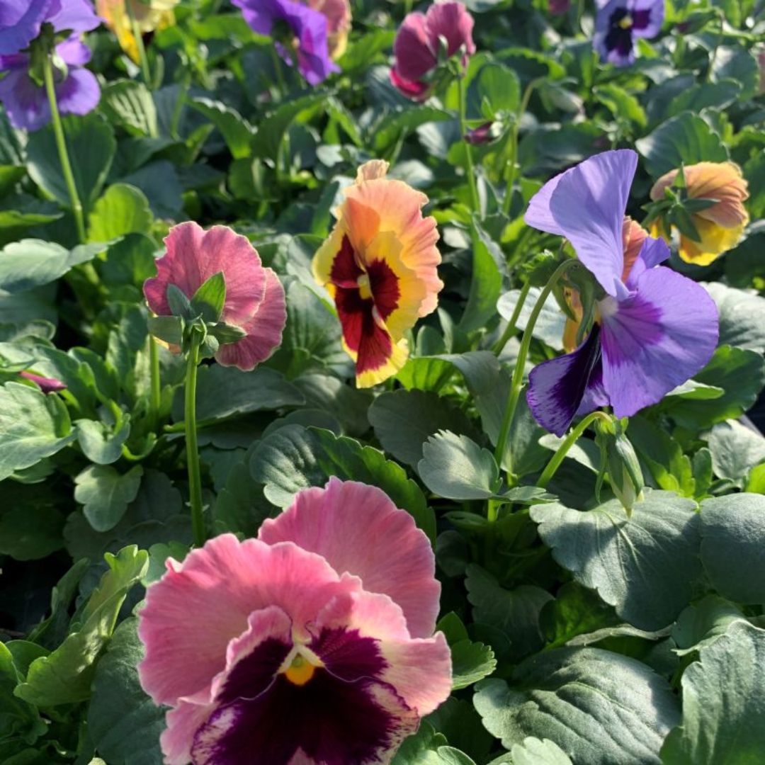 Pansy Coastal Sunrise Punnet