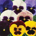 Pansy Faces Punnet