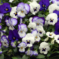 Pansy Ocean Breeze Punnet