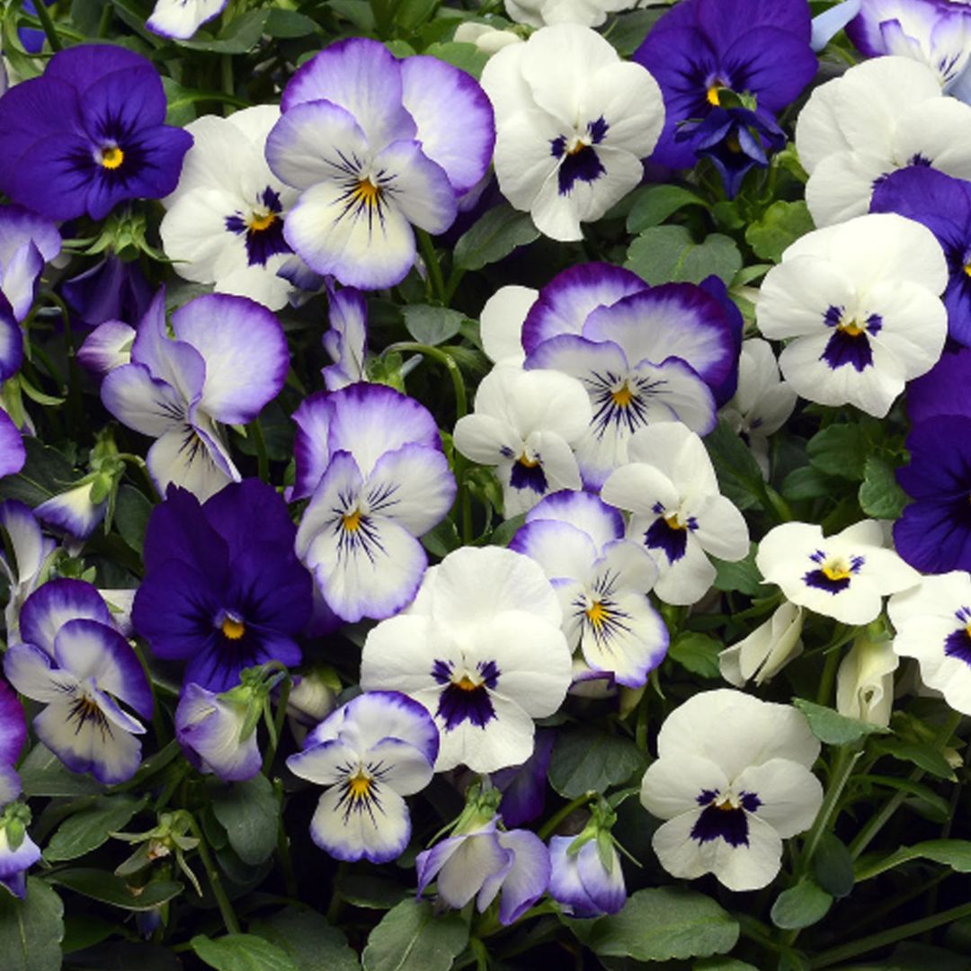 Pansy Ocean Breeze Punnet