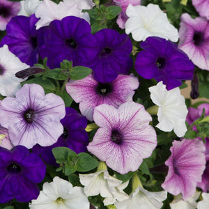 Petunia Blue Mix Punnet
