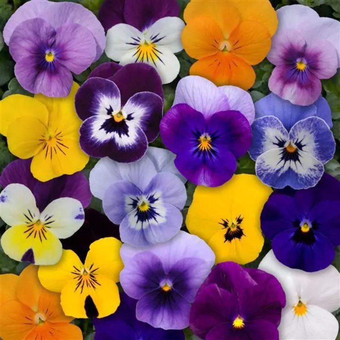 Viola Sorbet Mix Punnet