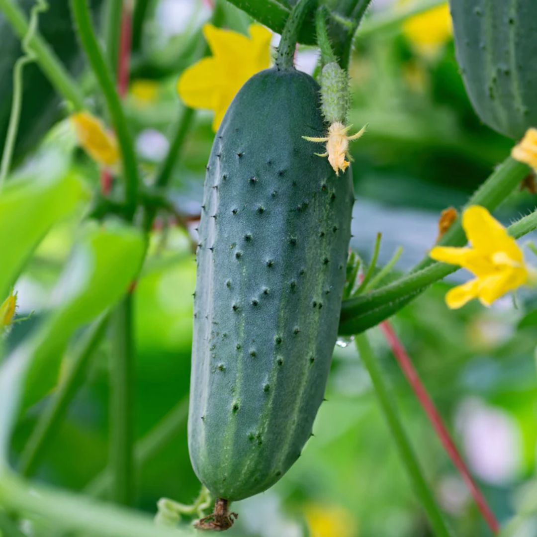Cucumber Patio Snacker 100mm
