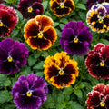Pansy Regal Ruffles Punnet