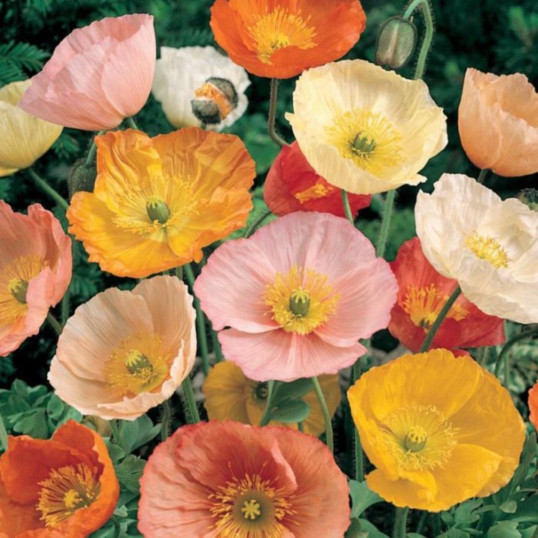 Poppy Mixed Punnet
