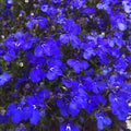 Lobelia Crystal Palace Punnet