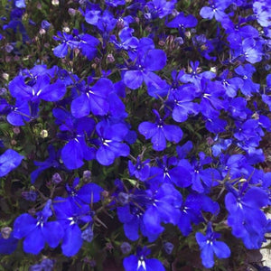 Lobelia Crystal Palace Punnet